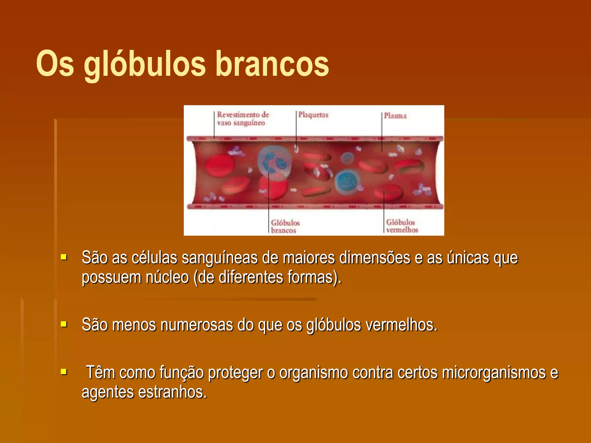 Os glóbulos brancos
 São as células sanguíneas de maiores dimensões e as únicas que
possuem núcleo (de diferentes formas).
 São menos numerosas do que os glóbulos vermelhos.
 Têm como função proteger o organismo contra certos microrganismos e
agentes estranhos.
 