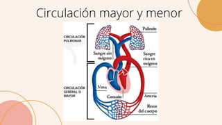 Circulación mayor y menor
 