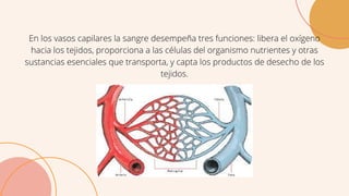 En los vasos capilares la sangre desempeña tres funciones: libera el oxígeno
hacia los tejidos, proporciona a las células del organismo nutrientes y otras
sustancias esenciales que transporta, y capta los productos de desecho de los
tejidos.
 