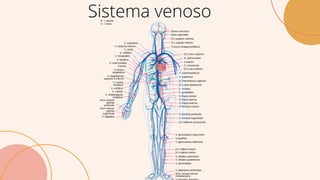 Sistema venoso
 
