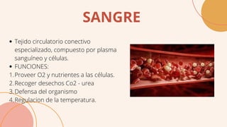 SANGRE
Tejido circulatorio conectivo
especializado, compuesto por plasma
sanguíneo y células.
FUNCIONES:
Proveer O2 y nutrientes a las células.
Recoger desechos Co2 - urea
Defensa del organismo
Regulacion de la temperatura.
1.
2.
3.
4.
 