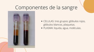 CELULAS: tres grupos: glóbulos rojos,
glóbulos blancos, plaquetas.
PLASMA: liquida, agua, moléculas.
Componentes de la sangre
 