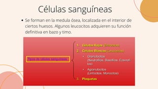 Células sanguíneas
Se forman en la medula ósea, localizada en el interior de
ciertos huesos. Algunos leucocitos adquieren su función
definitiva en bazo y timo.
 