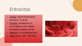 Eritrocitos
 