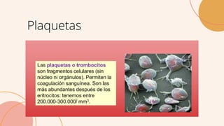 Plaquetas
 