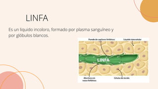 LINFA
Es un liquido incoloro, formado por plasma sanguíneo y
por glóbulos blancos.
 