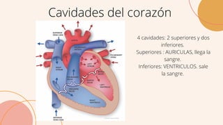 Cavidades del corazón
4 cavidades: 2 superiores y dos
inferiores.
Superiores : AURICULAS, llega la
sangre.
Inferiores: VENTRICULOS. sale
la sangre.
 