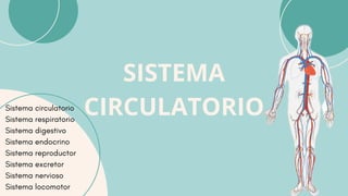 SISTEMA
CIRCULATORIO
Sistema circulatorio
Sistema respiratorio
Sistema digestivo
Sistema endocrino
Sistema reproductor
Sistema excretor
Sistema nervioso
Sistema locomotor
 