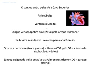 Circulação Pulmonar – Pequena Circulação
O sangue entra pelas Veia Cava Superior
Átrio Direito
Ventrículo Direito
Sangue venoso (pobre em O2) sai pela Artéria Pulmonar
Se bifurca mandando um ramo para cada Pulmão
Ocorre a hematose (troca gasosa) – libera o CO2 pelo O2 na forma de
expiração (alvéolos)
Sangue oxigenado volta pelas Veias Pulmonares (rico em O2 – sangue
arterial)
 