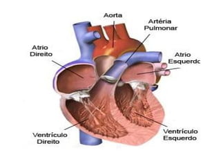 sistema circulatorio 2.pptx .............