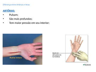 Diferença entre Artérias e Veias
ARTÉRIAS:
• Pulsam;
• São mais profundas;
• Tem maior pressão em seu interior;
 