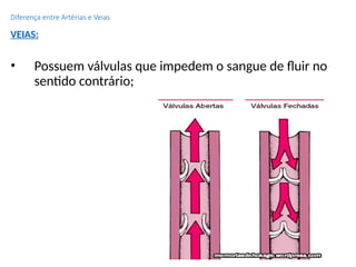 Diferença entre Artérias e Veias
VEIAS:
• Possuem válvulas que impedem o sangue de fluir no
sentido contrário;
 