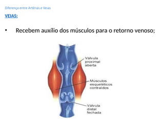 Diferença entre Artérias e Veias
VEIAS:
• Recebem auxílio dos músculos para o retorno venoso;
 