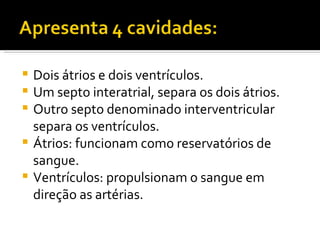 Dois átrios e dois ventrículos.  Um septo interatrial, separa os dois átrios. Outro septo denominado interventricular separa os ventrículos.  Átrios: funcionam como reservatórios de sangue.  Ventrículos: propulsionam o sangue em direção as artérias. 