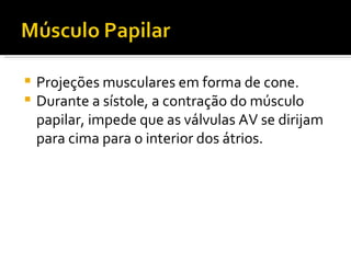 Projeções musculares em forma de cone. Durante a sístole, a contração do músculo papilar, impede que as válvulas AV se dirijam para cima para o interior dos átrios. 