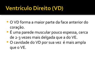 O VD forma a maior parte da face anterior do coração. É uma parede muscular pouco espessa, cerca de 2-3 vezes mais delgada que a do VE.  O cavidade do VD por sua vez  é mais ampla que o VE.  