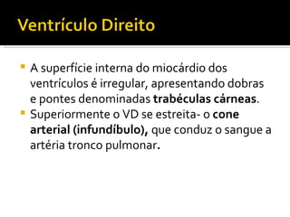 A superfície interna do miocárdio dos ventrículos é irregular, apresentando dobras e pontes denominadas  trabéculas cárneas . Superiormente o VD se estreita- o  cone arterial (infundíbulo),  que conduz o sangue a artéria tronco pulmonar . 