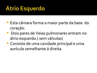 Esta câmara forma a maior parte da base  do coração. Dois pares de Veias pulmonares entram no átrio esquerdo.( sem válvulas) Consiste de uma cavidade principal e uma aurícula semelhante á direita. 