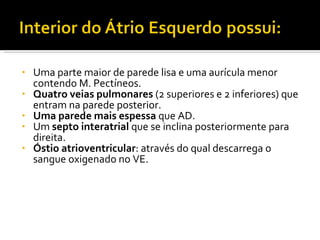 Uma parte maior de parede lisa e uma aurícula menor contendo M. Pectíneos. Quatro veias pulmonares  (2 superiores e 2 inferiores) que entram na parede posterior. Uma parede mais espessa  que AD. Um  septo interatrial  que se inclina posteriormente para direita. Óstio atrioventricular : através do qual descarrega o sangue oxigenado no VE. 