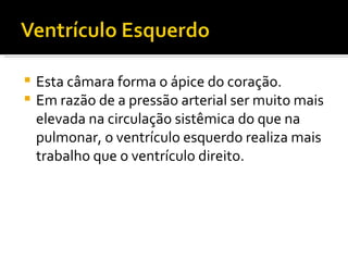 Esta câmara forma o ápice do coração. Em razão de a pressão arterial ser muito mais elevada na circulação sistêmica do que na pulmonar, o ventrículo esquerdo realiza mais trabalho que o ventrículo direito. 