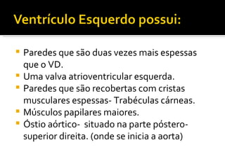 Paredes que são duas vezes mais espessas que o VD. Uma valva atrioventricular esquerda.  Paredes que são recobertas com cristas musculares espessas- Trabéculas cárneas.  Músculos papilares maiores. Óstio aórtico-  situado na parte póstero-superior direita. (onde se inicia a aorta) 