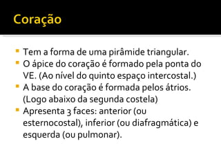 Tem a forma de uma pirâmide triangular. O ápice do coração é formado pela ponta do VE. (Ao nível do quinto espaço intercostal.) A base do coração é formada pelos átrios.(Logo abaixo da segunda costela)  Apresenta 3 faces: anterior (ou esternocostal), inferior (ou diafragmática) e esquerda (ou pulmonar). 