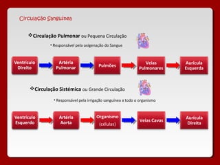 Circulação Sanguínea


   Circulação Pulmonar ou Pequena Circulação
            • Responsável pela oxigenação do Sangue



                                                               Veias      Aurícula
                                      Pulmões
                                                            Pulmonares    Esquerda



   Circulação Sistémica ou Grande Circulação

             • Responsável pela irrigação sanguínea a todo o organismo


                                    Organismo                             Aurícula
                                                            Veias Cavas
                                      (células)                            Direita
 