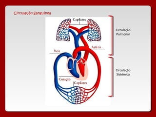 Circulação Sanguínea



                       Circulação
                       Pulmonar




                       Circulação
                       Sistémica
 