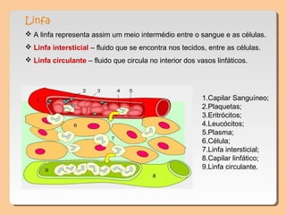 Linfa
 A linfa representa assim um meio intermédio entre o sangue e as células.
 Linfa intersticial – fluido que se encontra nos tecidos, entre as células.
 Linfa circulante – fluido que circula no interior dos vasos linfáticos.




                                                          1.Capilar Sanguíneo;
                                                          2.Plaquetas;
                                                          3.Eritrócitos;
                                                          4.Leucócitos;
                                                          5.Plasma;
                                                          6.Célula;
                                                          7.Linfa intersticial;
                                                          8.Capilar linfático;
                                                          9.Linfa circulante.
 