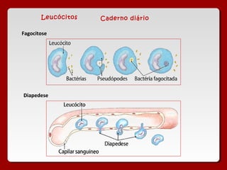 Leucócitos   Caderno diário

Fagocitose




Diapedese
 