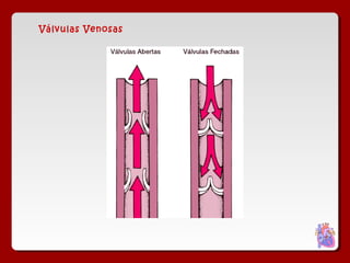 Válvulas Venosas
 