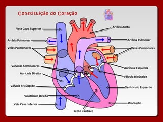 Constituição do Coração


                                                  Artéria Aorta
      Veia Cava Superior


Artéria Pulmonar                                             Artéria Pulmonar

Veias Pulmonares                                                  Veias Pulmonares




  Válvulas Semilunares
                                                          Aurícula Esquerda
         Aurícula Direita
                                                          Válvula Bicúspide

  Válvula Tricúspide                                       Ventrículo Esquerdo

            Ventrículo Direito

    Veia Cava Inferior                                       Miocárdio

                                 Septo cardíaco
 