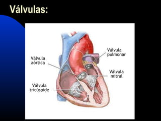 Válvulas:
 