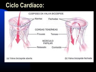 Ciclo Cardíaco:
 