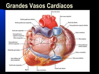 Grandes Vasos Cardíacos
 