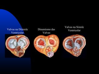 Valvas na Diástole 
Ventricular
Dinamismo das 
Valvas
Valvas na Sístole 
Ventricular
 