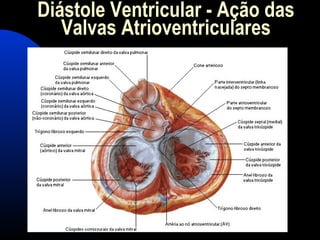 Diástole Ventricular - Ação das
Valvas Atrioventriculares
 