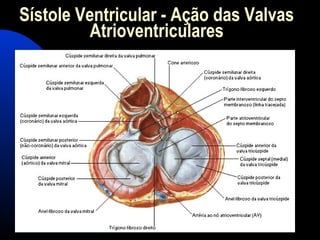 Sístole Ventricular - Ação das Valvas
Atrioventriculares
 