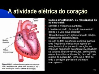 19
A atividade elétrica do coração
 Nódulo sinoatrial (SA) ou marcapasso ou
nó sino-atrial:
 controla a freqüência cardíaca.
 Localiza-se perto da junção entre o átrio
direito e a veia cava superior
 Constituído por um aglomerado de células
musculares especializadas.
 Devido ao fato do nódulo sinoatrial possuir
uma freqüência rítmica mais rápida em
relação às outras partes do coração, os
impulsos originados do nódulo SA espalham-
se para os átrios e ventrículos, estimulando
essas áreas tão rapidamente, de modo que
o ritmo do nódulo SA torna-se o ritmo de
todo o coração; por isso é chamado
marcapasso.
 