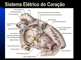 Sistema Elétrico do Coração
 
