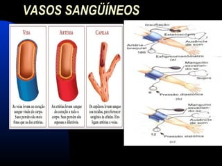 VASOS SANGÜÍNEOS
 