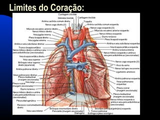 Limites do Coração:
 