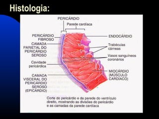 Histologia:
 