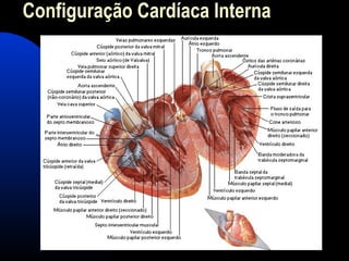 Configuração Cardíaca Interna
 