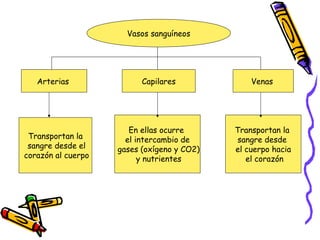 Vasos sanguíneos
Arterias Capilares Venas
Transportan la
sangre desde el
corazón al cuerpo
En ellas ocurre
el intercambio de
gases (oxígeno y CO2)
y nutrientes
Transportan la
sangre desde
el cuerpo hacia
el corazón
 