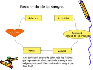 Recorrido de la sangre
corazón
Arterias Arteriolas
Capilares
(células de los órganos)
VénulasVenas
Mini actividad: coloca de color rojo las flechas
que representan el recorrido de la sangre con
oxígeno y con azul el recorrido de la sangre que
lleva CO2.
 
