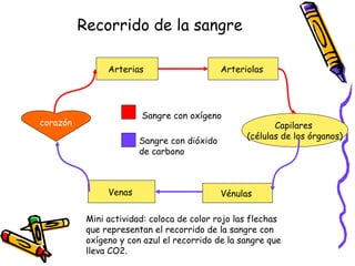 Recorrido de la sangre
corazón
Arterias Arteriolas
Capilares
(células de los órganos)
VénulasVenas
Mini actividad: coloca de color rojo las flechas
que representan el recorrido de la sangre con
oxígeno y con azul el recorrido de la sangre que
lleva CO2.
Sangre con oxígeno
Sangre con dióxido
de carbono
 