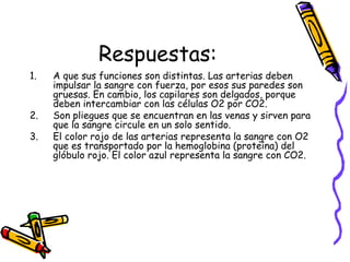 Respuestas:
1. A que sus funciones son distintas. Las arterias deben
impulsar la sangre con fuerza, por esos sus paredes son
gruesas. En cambio, los capilares son delgados, porque
deben intercambiar con las células O2 por CO2.
2. Son pliegues que se encuentran en las venas y sirven para
que la sangre circule en un solo sentido.
3. El color rojo de las arterias representa la sangre con O2
que es transportado por la hemoglobina (proteína) del
glóbulo rojo. El color azul representa la sangre con CO2.
 