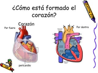 ¿Cómo está formado el
corazón?
Por dentroPor fuera
 