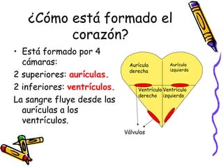 ¿Cómo está formado el
corazón?
• Está formado por 4
cámaras:
2 superiores: aurículas.
2 inferiores: ventrículos.
La sangre fluye desde las
aurículas a los
ventrículos.
Aurícula
izquierda
Aurícula
derecha
Ventrículo
izquierdo
Ventrículo
derecho
Válvulas
 